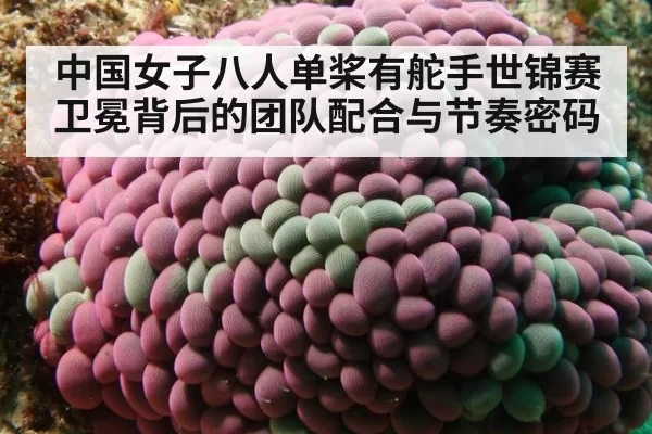 中国女子八人单桨有舵手世锦赛卫冕背后的团队配合与节奏密码